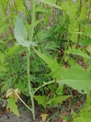 Chenopodiastrum hybridum