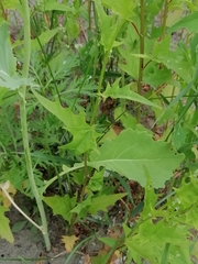 Chenopodiastrum hybridum