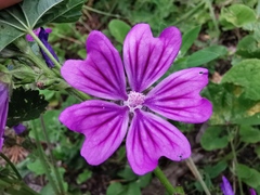 Malva sylvestris sylvestris