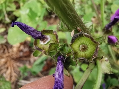 Malva sylvestris sylvestris