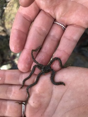 Ophiothrix