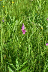 Gladiolus tenuis
