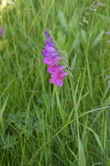 Gladiolus tenuis