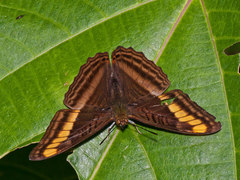 Image of Adelpha tracta