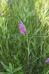 Gladiolus tenuis