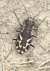 Cicindela tranquebarica kirbyi