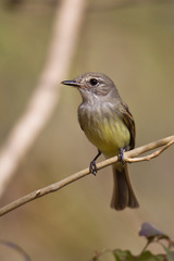 Ramphotrigon flammulatum