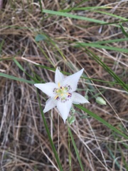 Calochortus lyallii