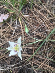 Calochortus lyallii