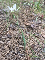 Calochortus lyallii
