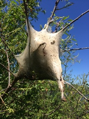 Malacosoma americana