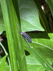 Lucidota atra