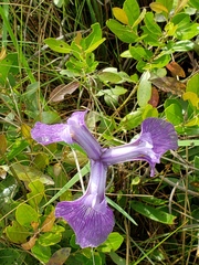 Iris tridentata