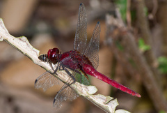 Erythemis mithroides