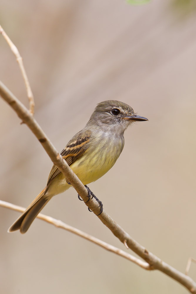 Flammulated Flycatcher (Ramphotrigon flammulatum) photo