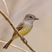 Flammulated Flycatcher - Photo (c) Greg Lasley, some rights reserved (CC BY-NC), uploaded by Greg Lasley