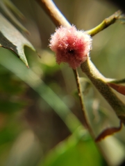 Andricus crystallinus