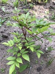 Astilbe japonica