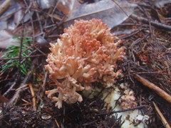 Ramaria rubripermanens