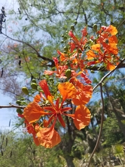Delonix regia