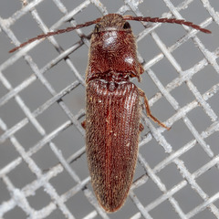 Dipropus simplex
