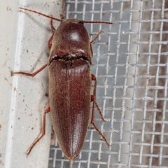 Elaterini