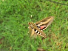 Hyles euphorbiarum