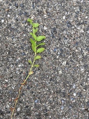 Lysimachia nummularia