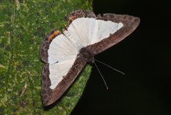 Image of Nymphidium ascolia