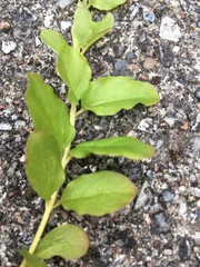 Lysimachia nummularia