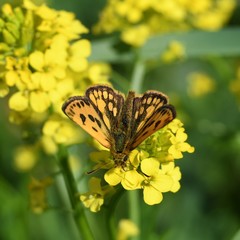 Carterocephalus silvicola