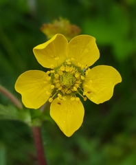 Geum macrophyllum macrophyllum
