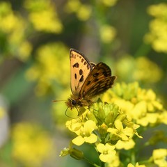 Carterocephalus silvicola