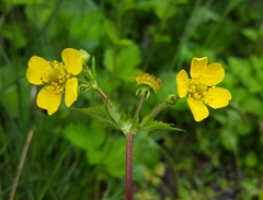 Geum macrophyllum macrophyllum