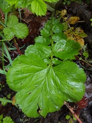 Geum macrophyllum macrophyllum