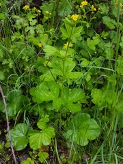 Geum macrophyllum macrophyllum