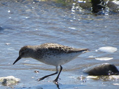 Calidris pusilla