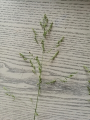 Poa trivialis