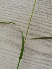 Poa trivialis