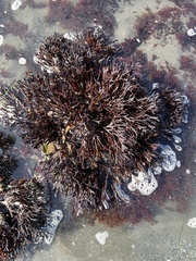 Ahnfeltiopsis linearis