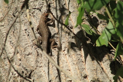 Sceloporus edbelli