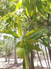 Mangifera indica