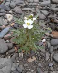 Dontostemon pinnatifidus