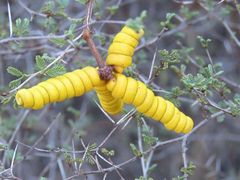 Prosopis reptans