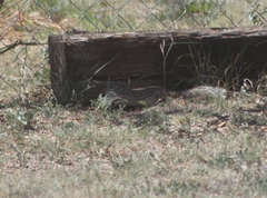 Ictidomys parvidens