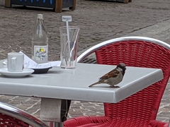 Passer domesticus