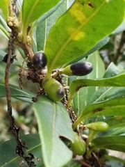 Cestrum buxifolium