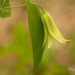 Perfoliate-leaved Bellworts - Photo (c) crgillette, some rights reserved (CC BY-NC), uploaded by crgillette