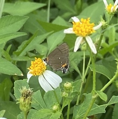 Electrostrymon angelia