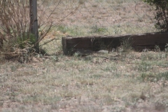 Ictidomys parvidens